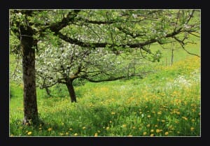 A2A-Spring in the Alps