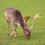 Wildlife in the alps