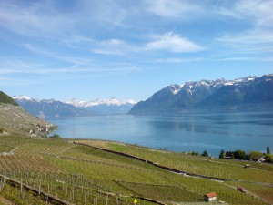 Lausanne-Vineyards