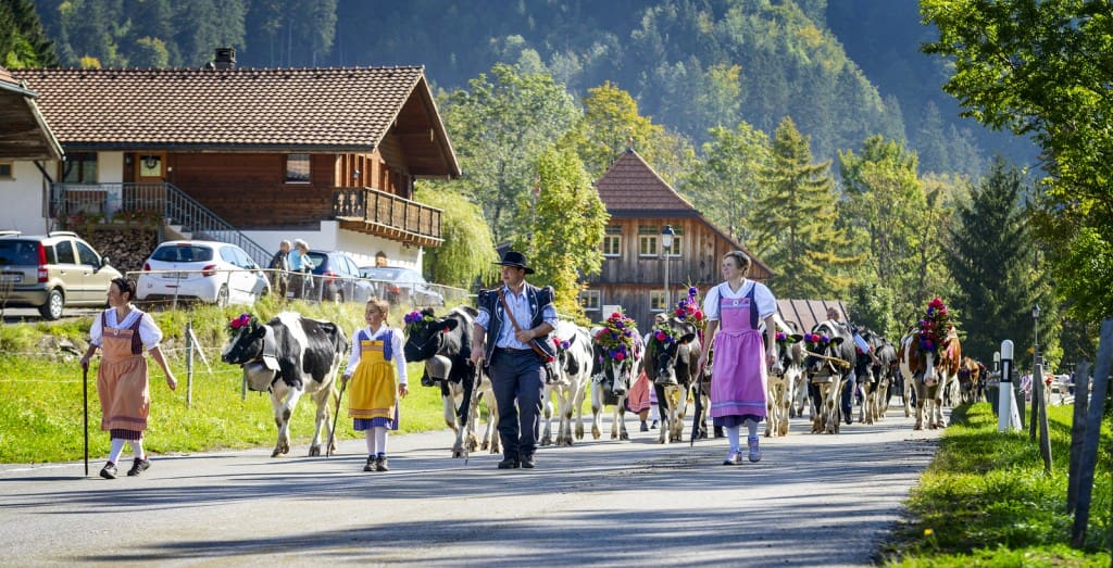 Transhumance Event In Charmey