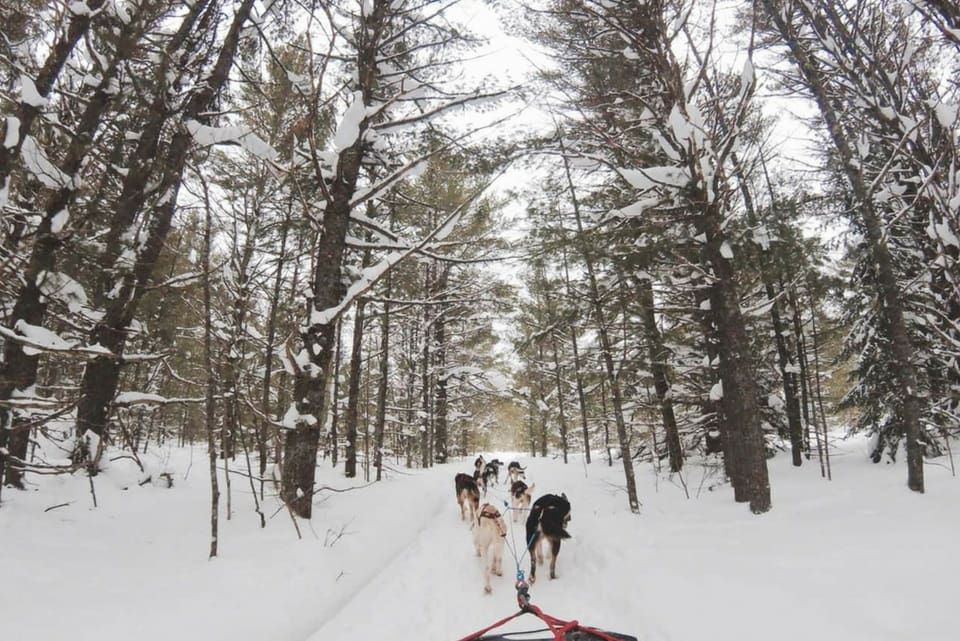 Dog sledding through a snowy forest