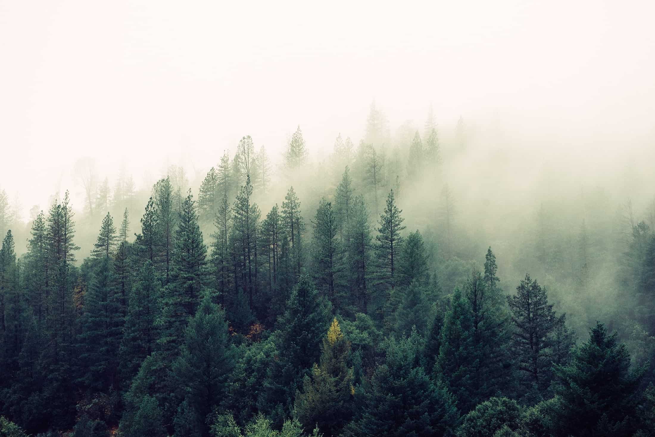 Misty valley forest in the Alps