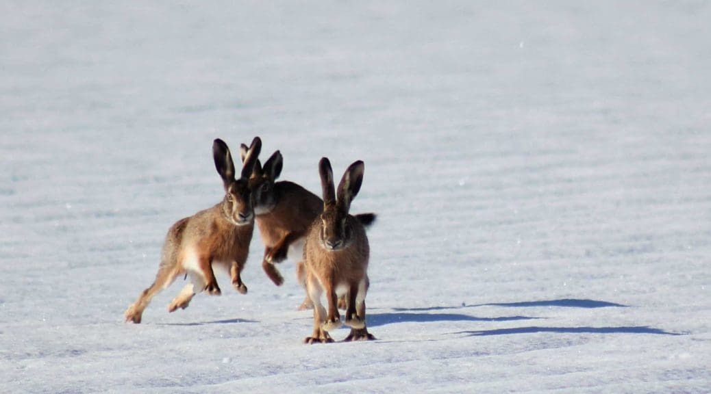 Easter bunnies in the snow