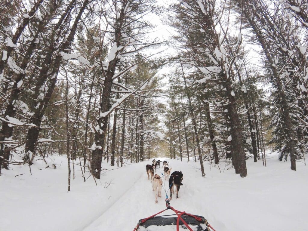 Husky sledding in a snow-covered forest